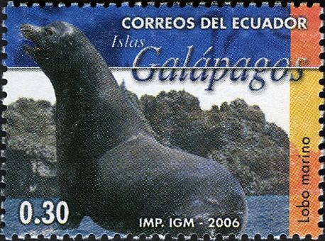 Galápagos Sea Lion (Zalophus wollebaeki)