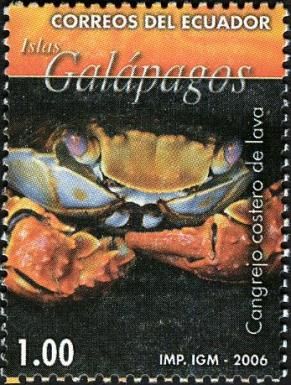 Sally Lightfoot Crab (Grapsus grapsus)
