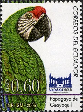 Great Green Macaw (Ara ambiguus)