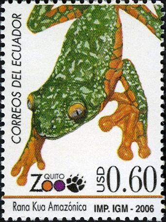 Amazon Kua Frog