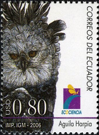 Harpy Eagle (Harpia harpyja)