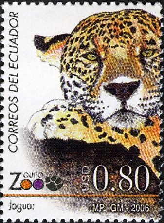 Jaguar (Panthera onca)