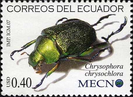 Shining Leaf Chafer Beetle (Chrysophora chrysochlora)