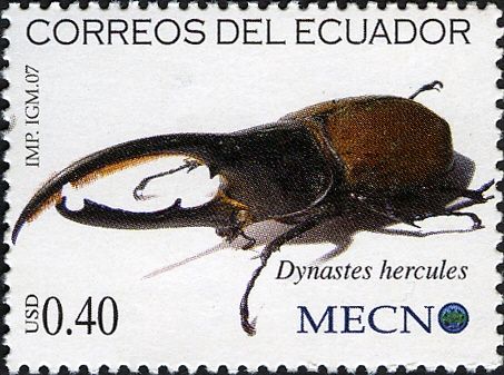 Hercules Beetle (Dynastes hercules)