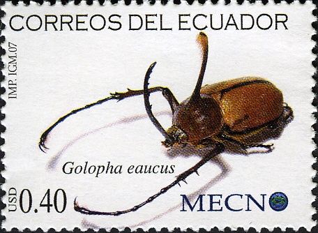 Rhinoceros Beetle (Golofa eaucus)