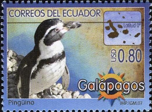 Humboldt Penguin (Spheniscus humboldti) (see Description)