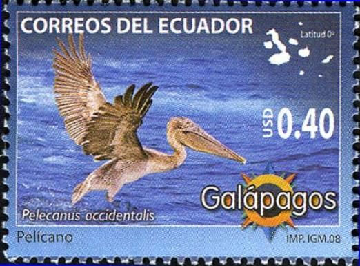Brown Pelican (Pelecanus occidentalis)