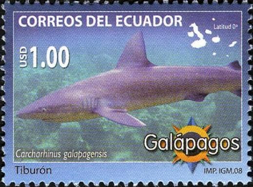 Galapagos Shark (Carcharhinus galapagensis)
