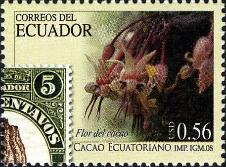 Cacao Flower