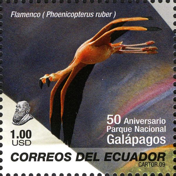 American Flamingo (Phoenicopterus ruber)