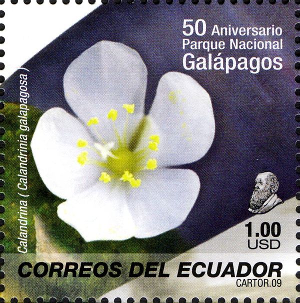Calandrinia galapagosa