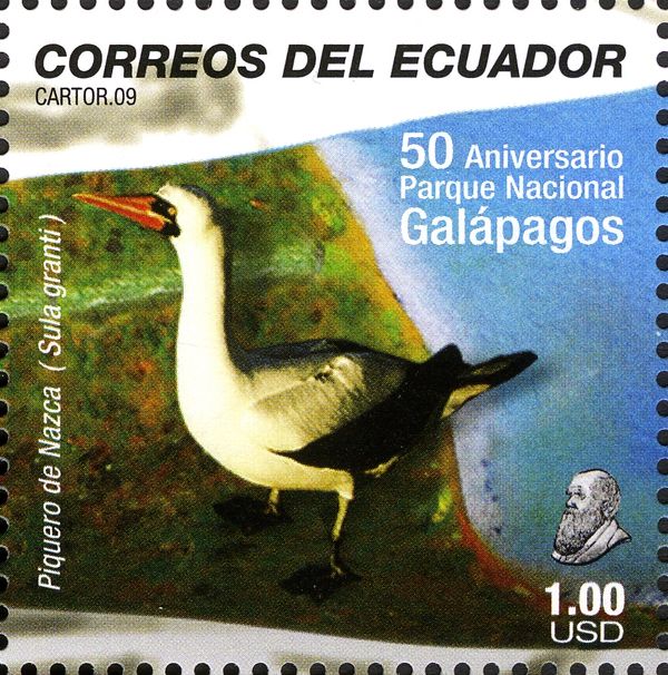 Nazca Booby (Sula granti)