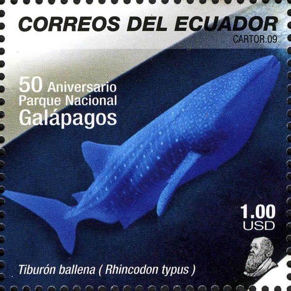 Whale Shark (Rhincodon typus)