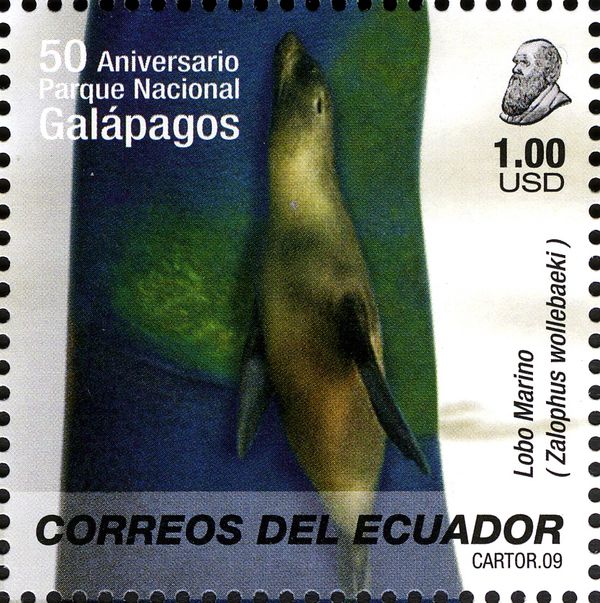 Galapagos Sea Lion (Zalophus wollebaeki)