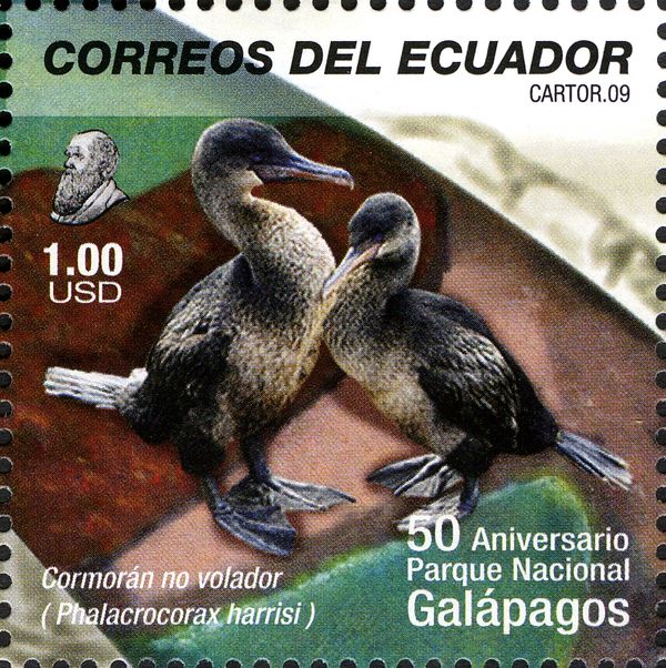 Fligtless Cormorant (Phalcrocorax harrisi)