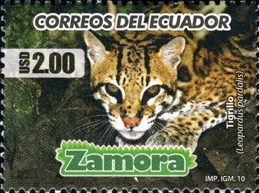 Ocelot (Leopardus pardalis)