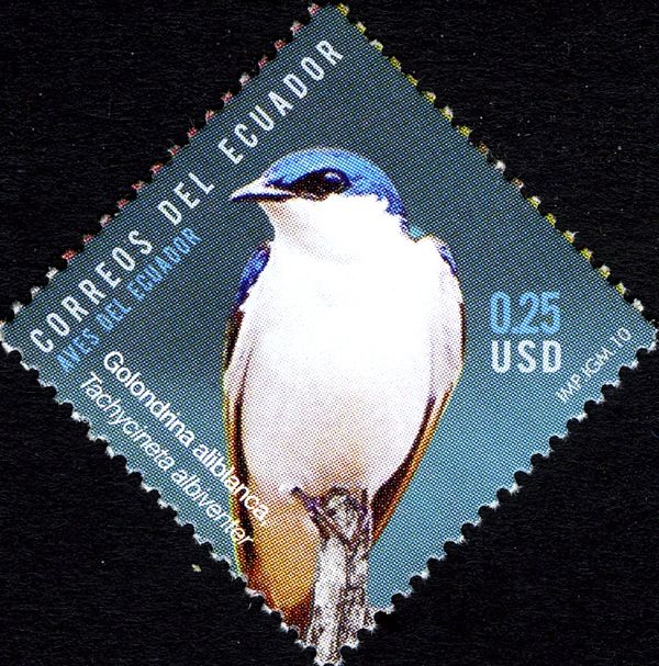 White-winged Swallow (Tachycineta albiventer)