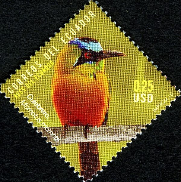 Blue-crowned Motmot (Momotis momota)