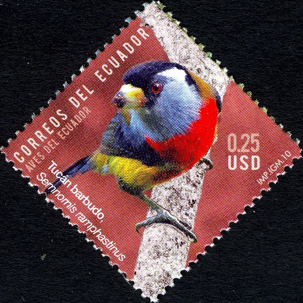 Toucan Barbet (Semnornis ramphastinus)