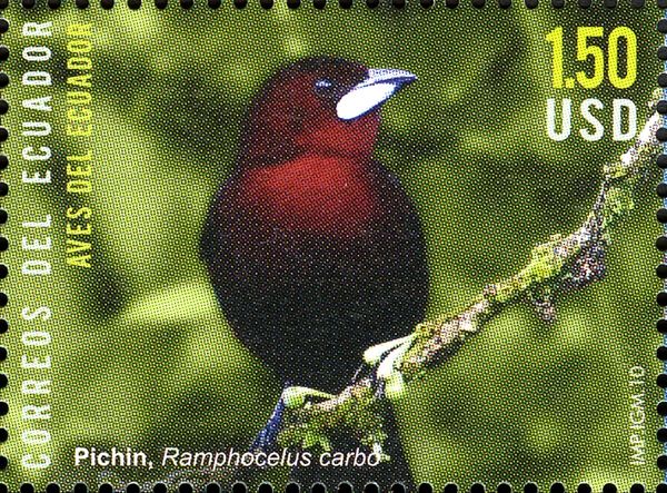 Silver-beaked Tanager (Ramphocelus carbo)