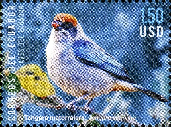 Scrub Tanager (Tangara vitriolina)