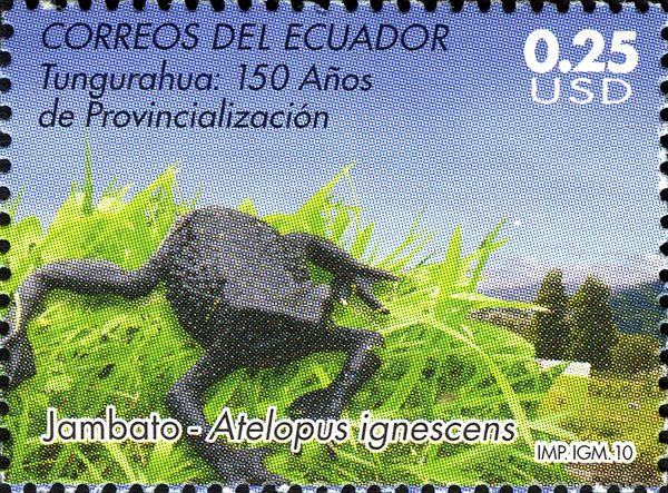 Quito Stubfoot Toad (Atelopus ignescens)