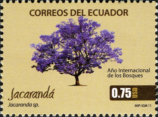 Jacaranda sp.