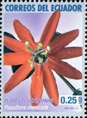Passiflora manicata