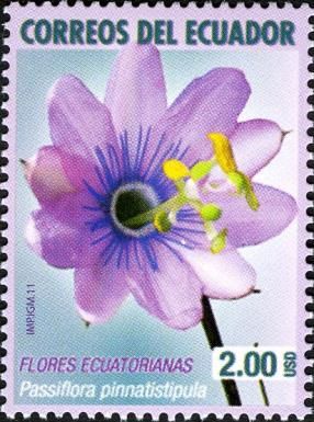Passiflora pinnatistipula