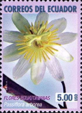 Passiflora arborea