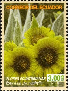 Espeletia pycnophylla