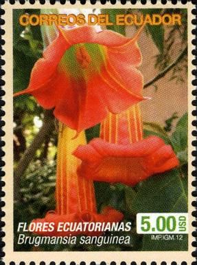 Brugmansia sanguinea