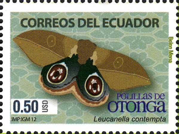 Moth (Leucanella contempta)