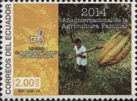 Cocoa harvest