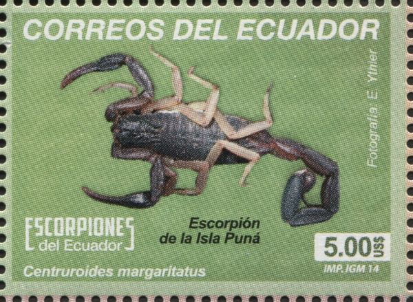 Bark Scorpion (Centruroides margaritatus)