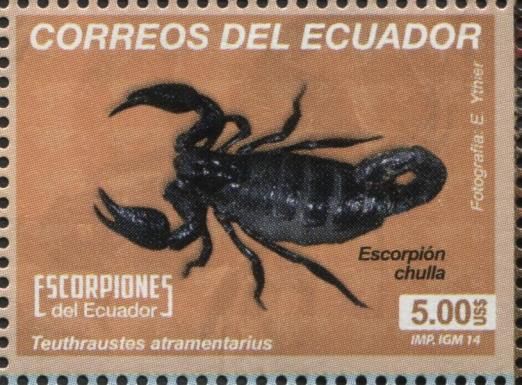 Scorpion (Teuthraustes atramentarius)