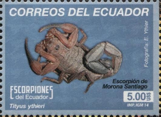 Scorpion (Tityus ythieri)