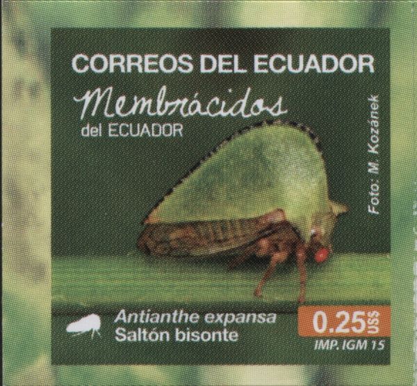 Keeled Tree Hopper (Antianthe expansa) 