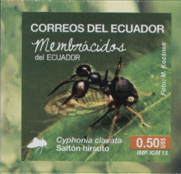 Tree Hopper (Cyphonia clavata)