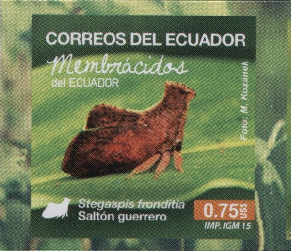 Tree Hopper (Stegaspis fronditia)