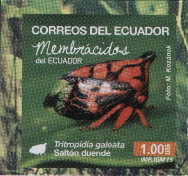 Tree Hopper (Tritropidia galeata)