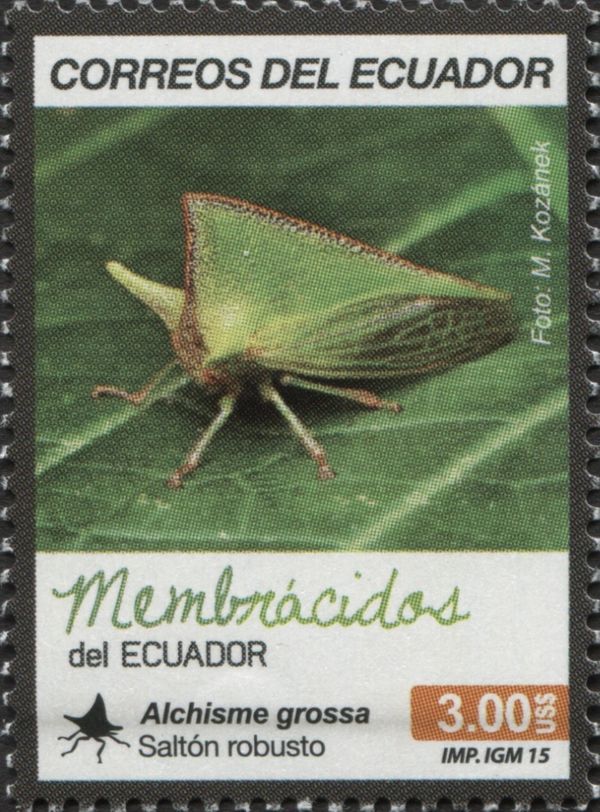 Tree Hopper (Alchisme grossa)