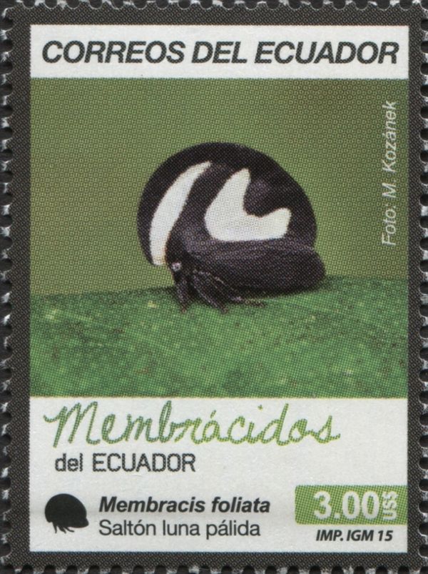 Tree Hopper (Membracis foliata)