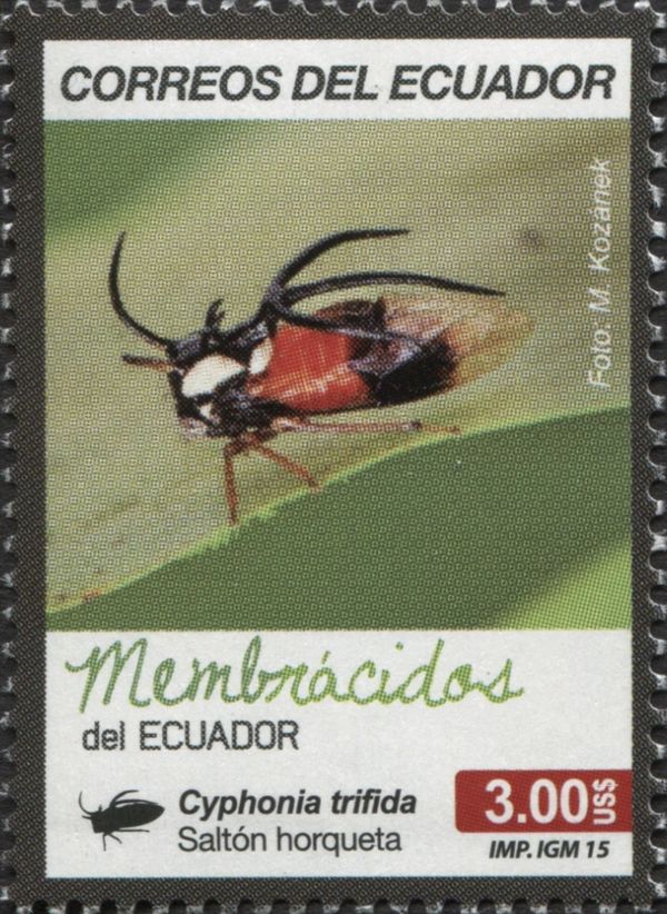 Tree Hopper (Cyphonia trifida)