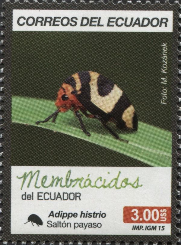 Tree Hopper (Adippe histrio)