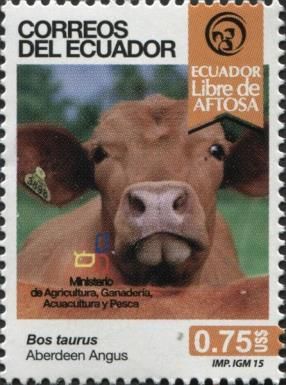 Aberdeen Angus Cattle (Bos primigenius taurus)
