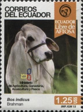 Brahman (Bos primigenius indicus)