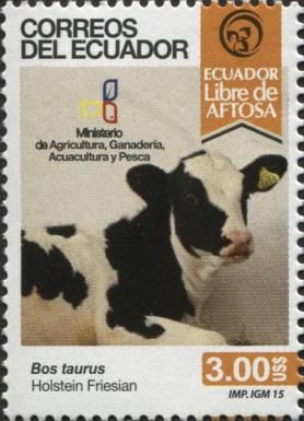 Holstein Friesian Cattle (Bos primigenius taurus)