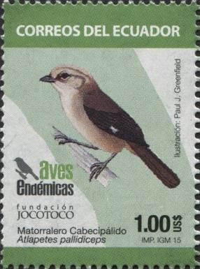 Pale-headed Brush-finch (Atlapetes pallidiceps)