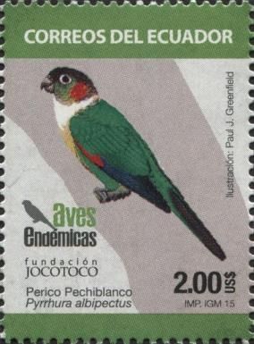 White-necked Parakeet (Pyrrhura albipectus)